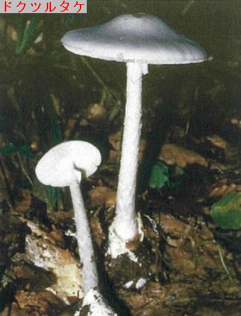 ドクツルタケ