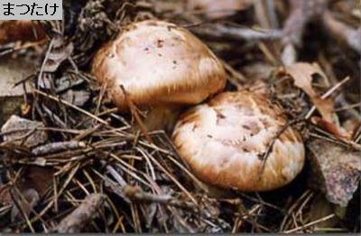 まつたけ