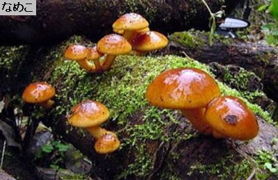 なめこ