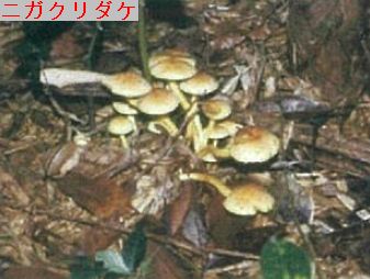 ニガクリダケ