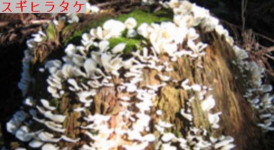 スギヒラタケ