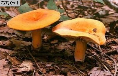 ちちたけ