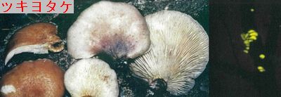 ツキヨタケ