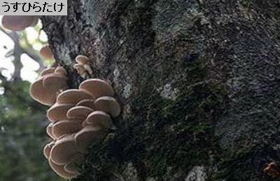うすひらたけ